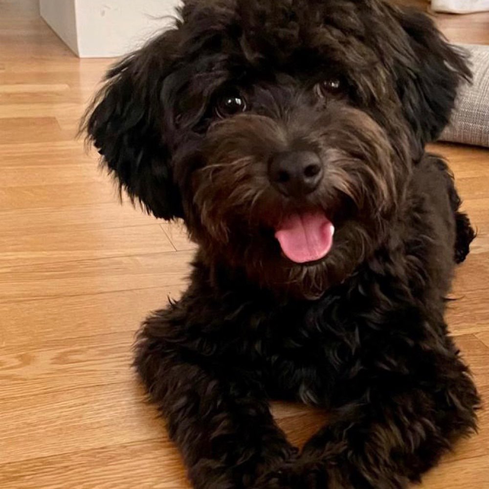 Hundetreffen-Playdate kleine Rassen Welpen / Junghunde-Profilbild