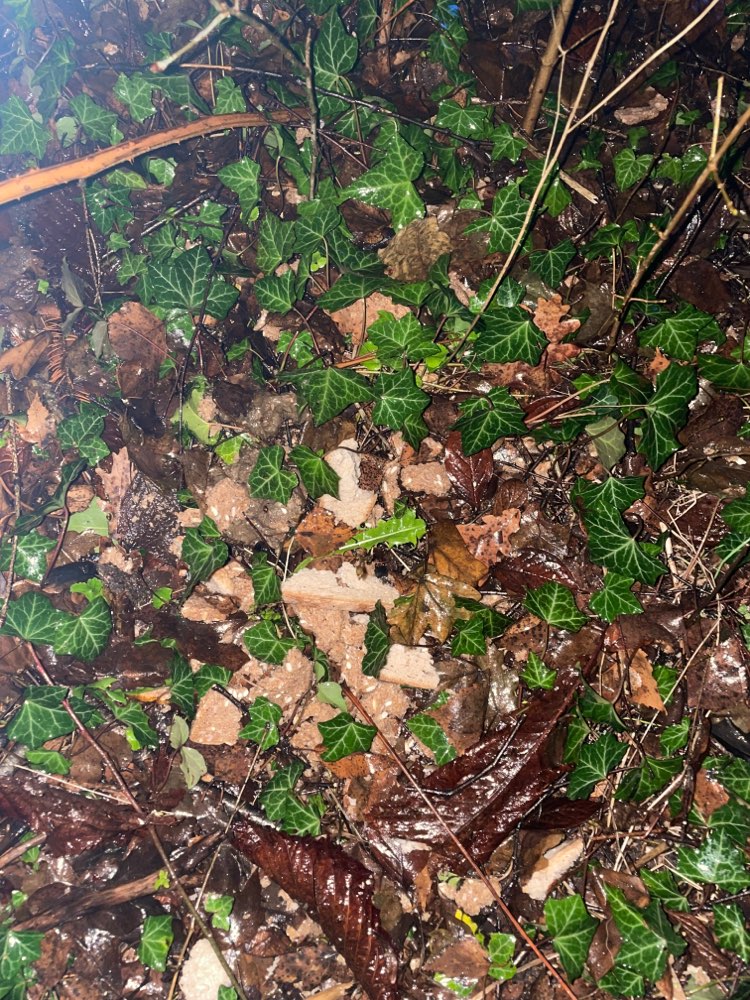 Giftköder-Möglicherweise Giftköder-Profilbild