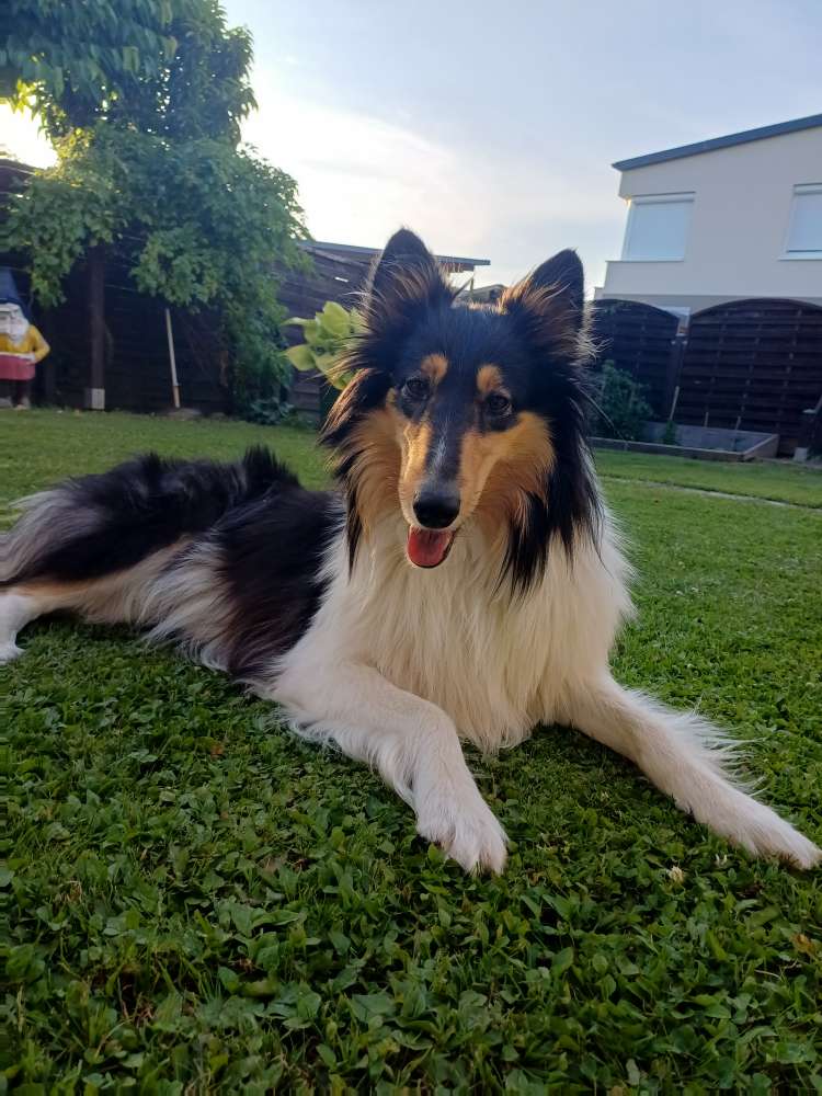 Hundetreffen-Tranieren oder auch einfach spazieren gehen/spielen-Profilbild