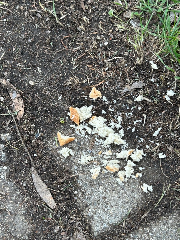 Giftköder-Giftköder-Profilbild