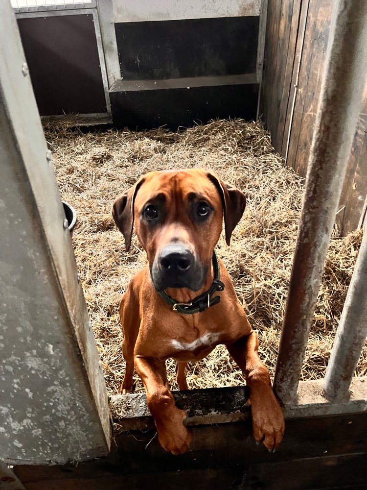 Hundetreffen-Gassi gehen und spielen-Profilbild
