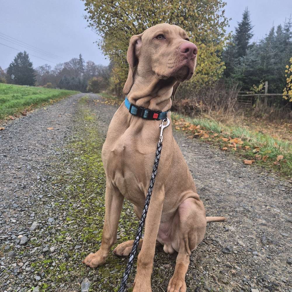 Hundetreffen-Gassi- und Spielerunde Hutewiesen-Profilbild