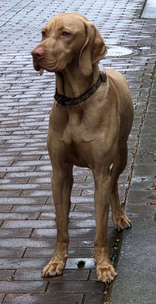 Hundetreffen-Spiele- Und Gassirunde-Profilbild