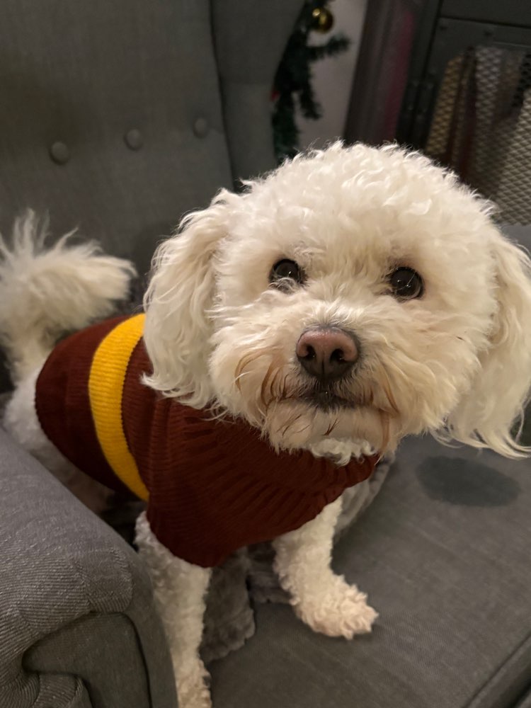 Hundetreffen-Hunde Freunde finden-Profilbild