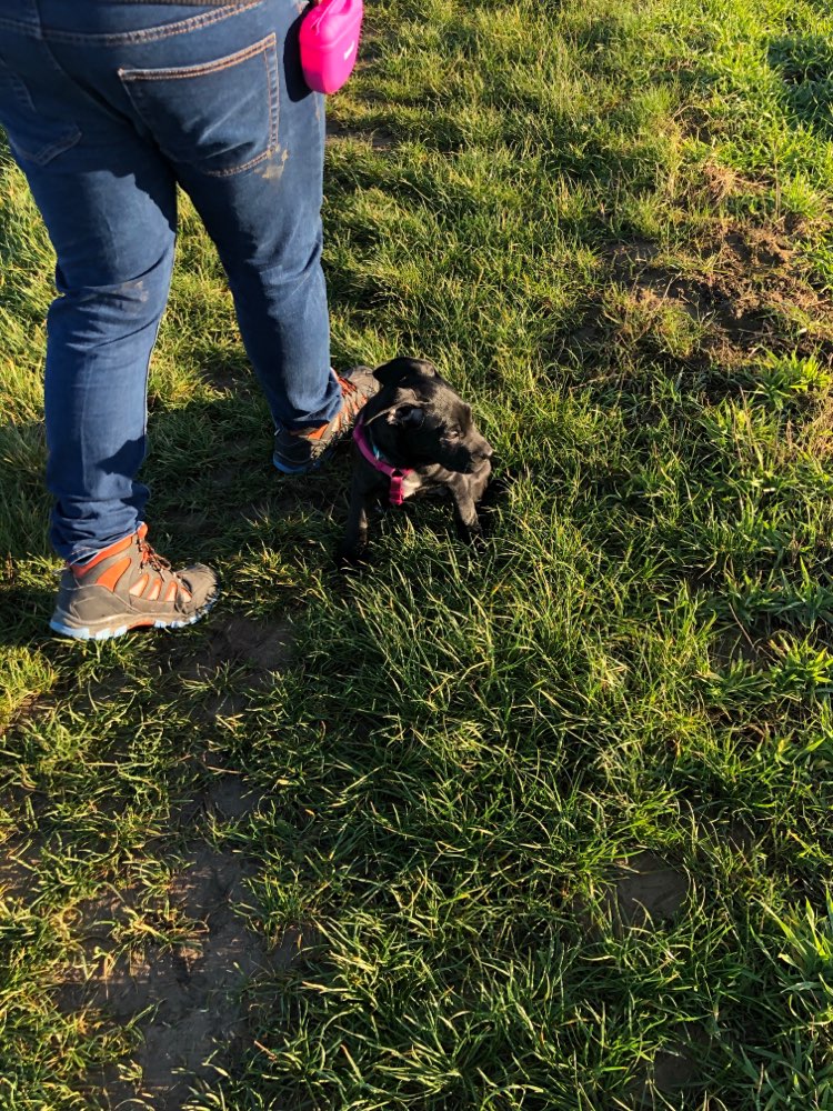 Hundetreffen-Welpen treffen am Broicher Weiher-Profilbild