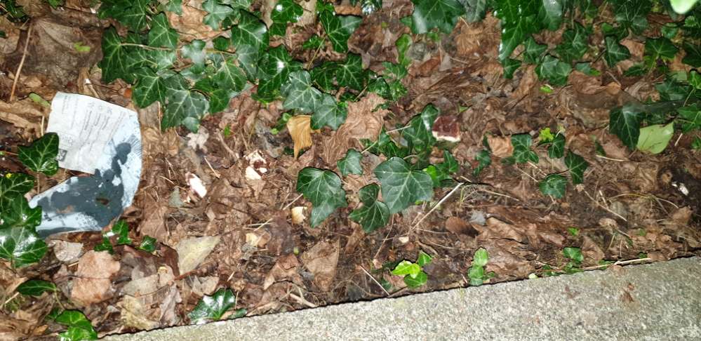 Giftköder-Ausgelegte Schokoladenstücke!-Profilbild