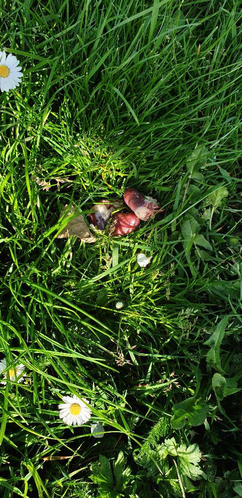 Giftköder-Hühnerherzen im Gras! Nicht das 1. Mal!-Profilbild