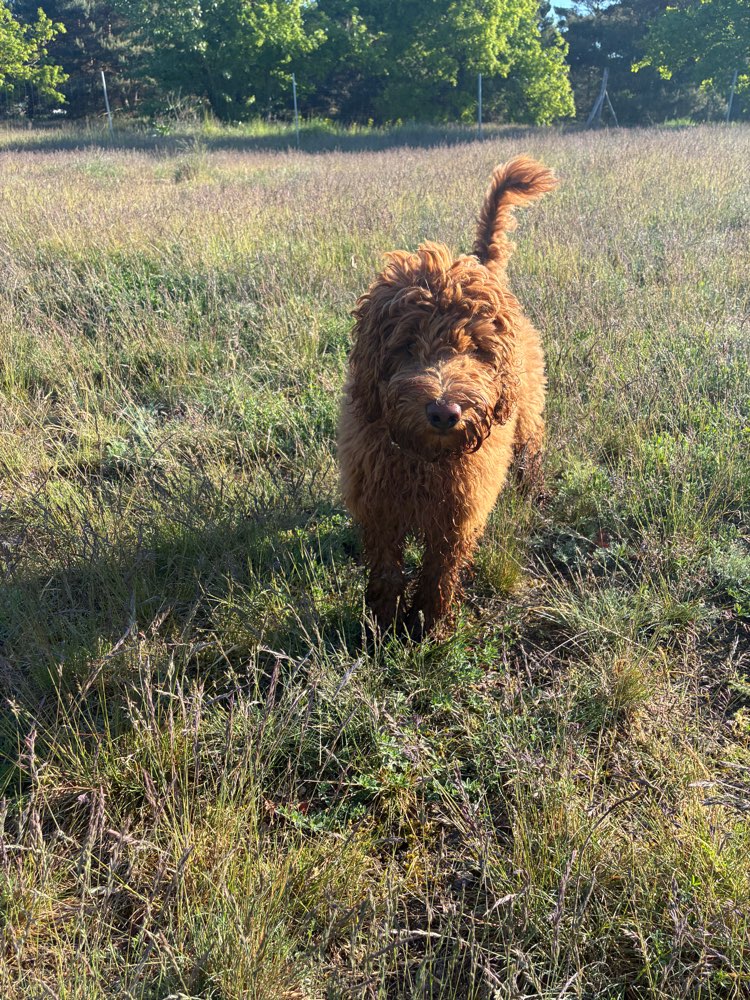 Hundetreffen-Gemeinsame Gassirunde-Profilbild