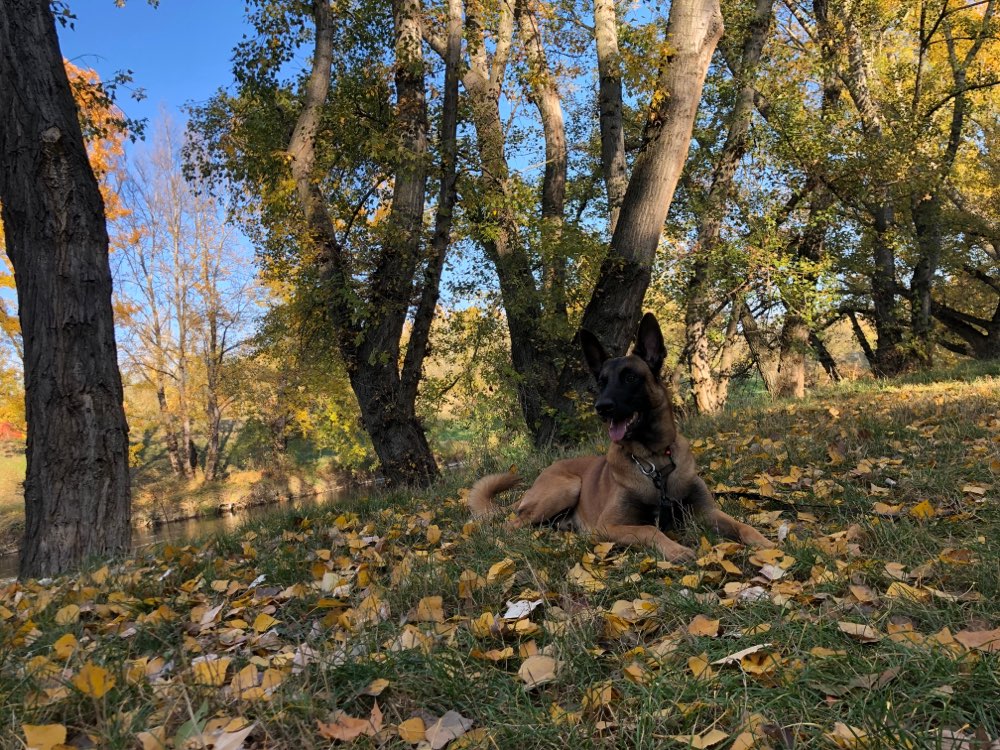 Hundetreffen-Hallo suchen Spiel- und Traningspartnerin-Profilbild