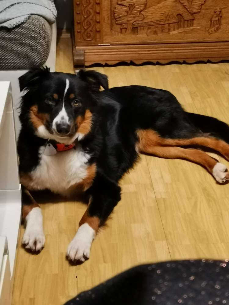 Hundetreffen-Spiel und Spaß und vielleicht auch etwas lernen-Profilbild