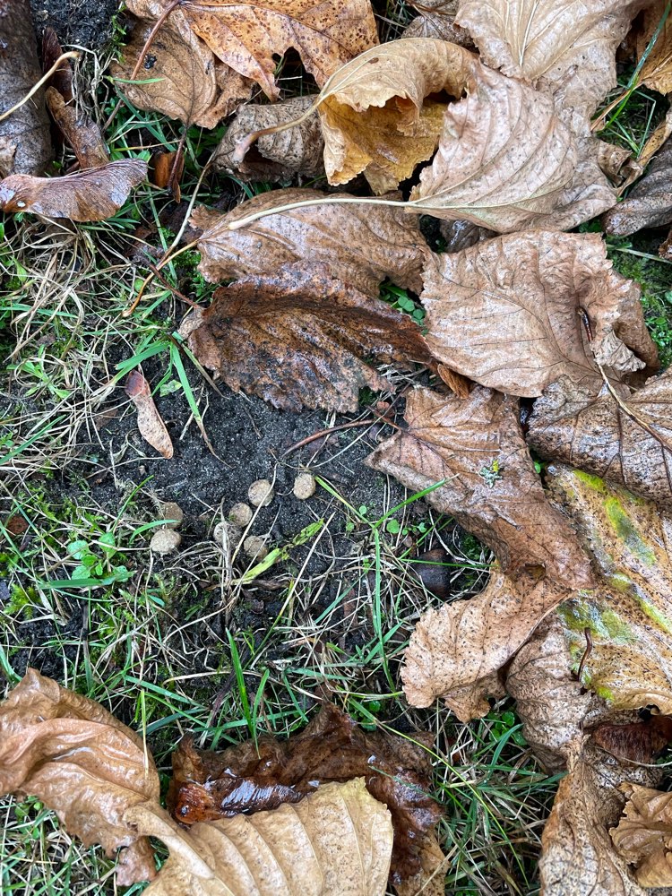 Giftköder-Trockenfutter unter Laub drapiert-Profilbild