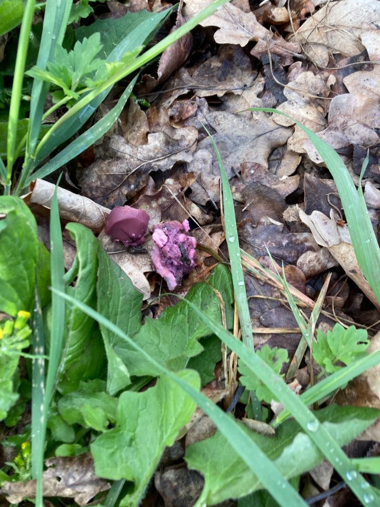 Giftköder-Möglicher Giftköder-Profilbild