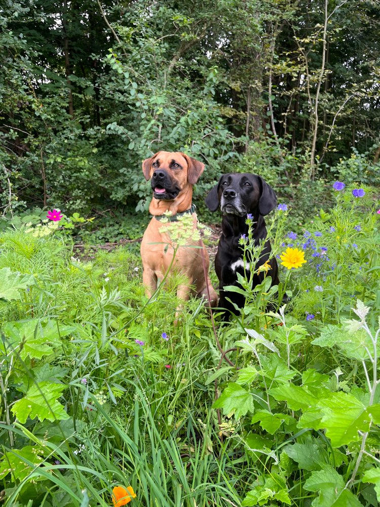 Hundetreffen-Lern Spaziergang - für uns alle-Profilbild