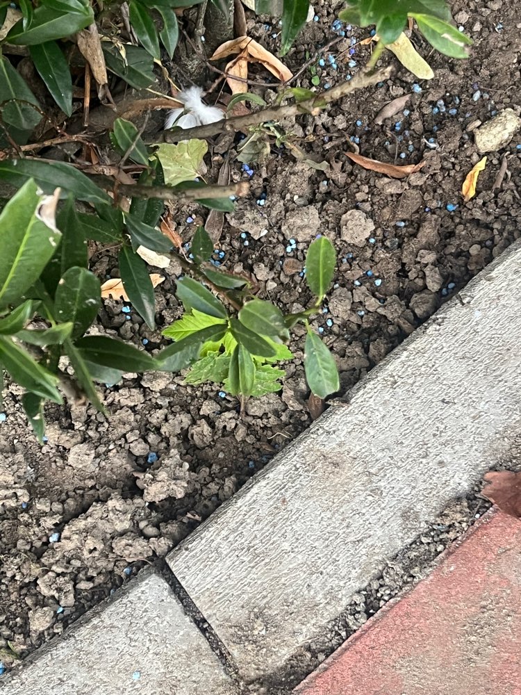 Giftköder-Blaukorn! Jede Menge!-Profilbild