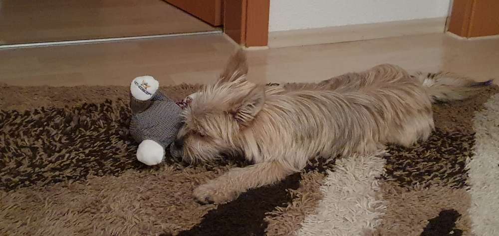 Hundetreffen-Mini-Treffen-Profilbild