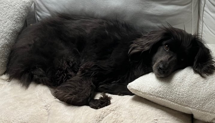 Hundetreffen-Spaziergang Käfertal/Social Walk-Profilbild