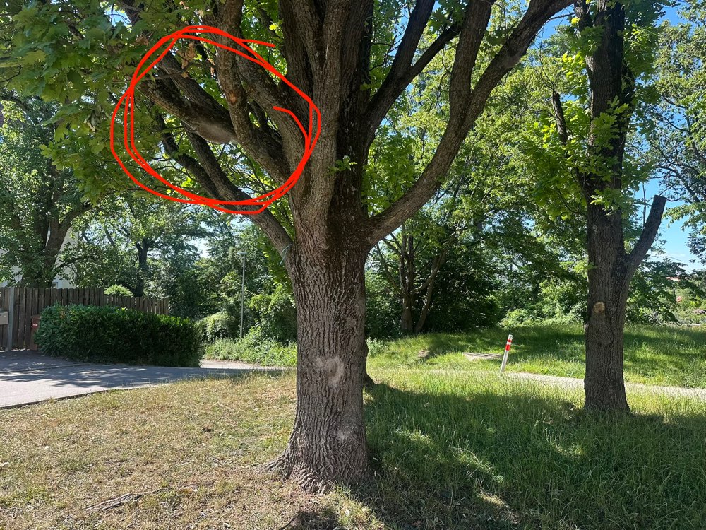 Giftköder-Eichenprozessionsspinner-Profilbild