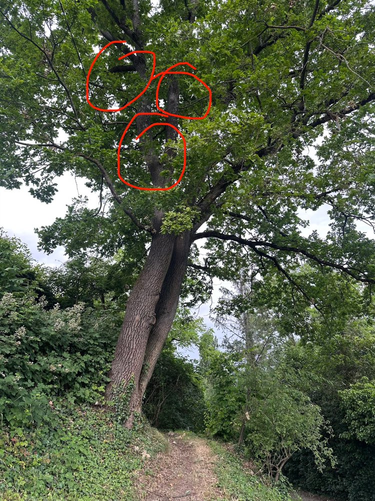 Giftköder-Eichenprozessionsspinner-Profilbild