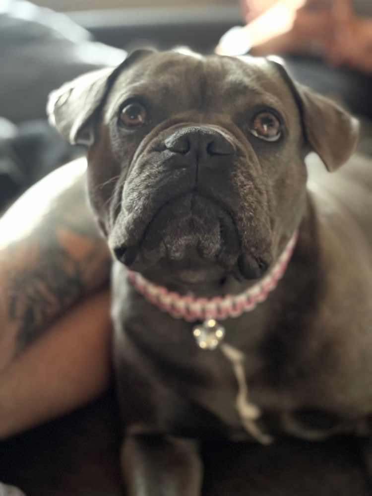 Hundetreffen-Gassi gehen und Hundekontakt-Profilbild