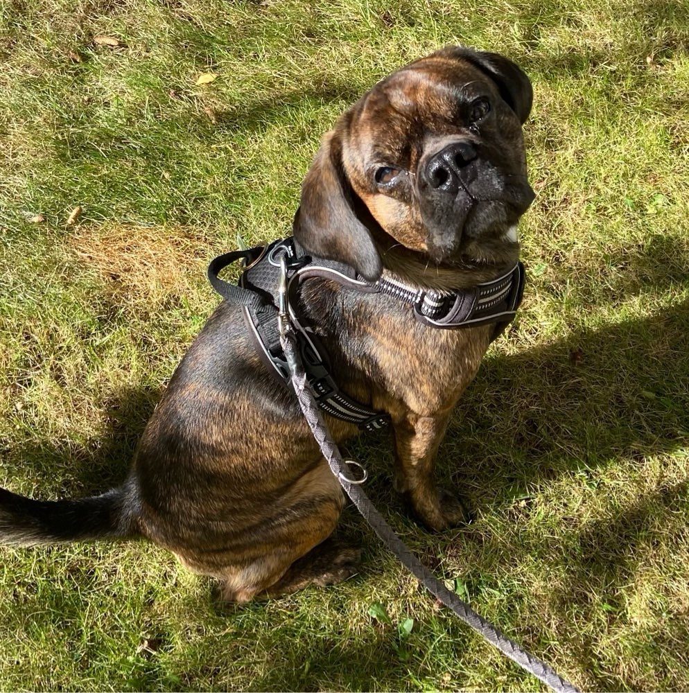 Hundetreffen-Gassi Runde-Profilbild