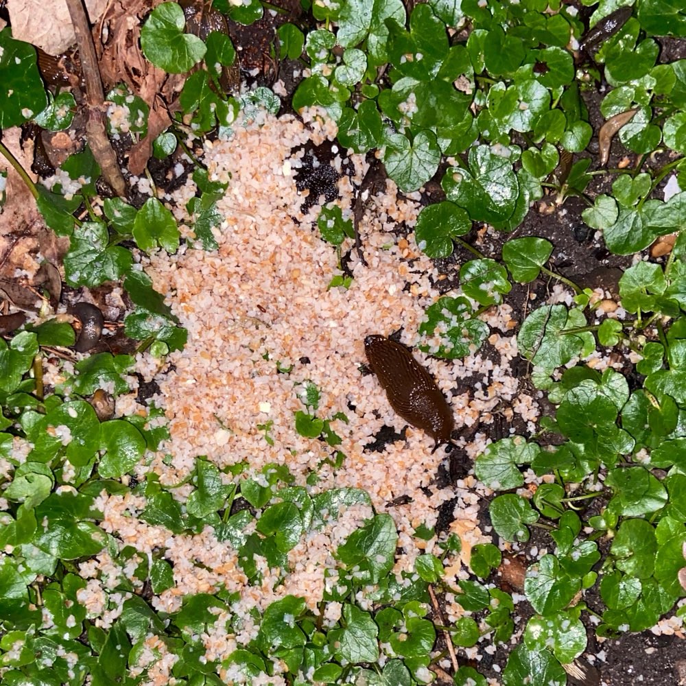 Giftköder-Rattengift / Giftköder?-Profilbild