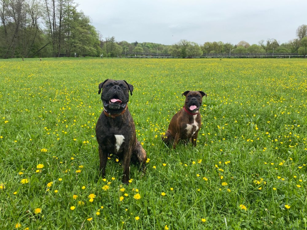 Hundetreffen-Gassigehen, Austausch und Training-Profilbild