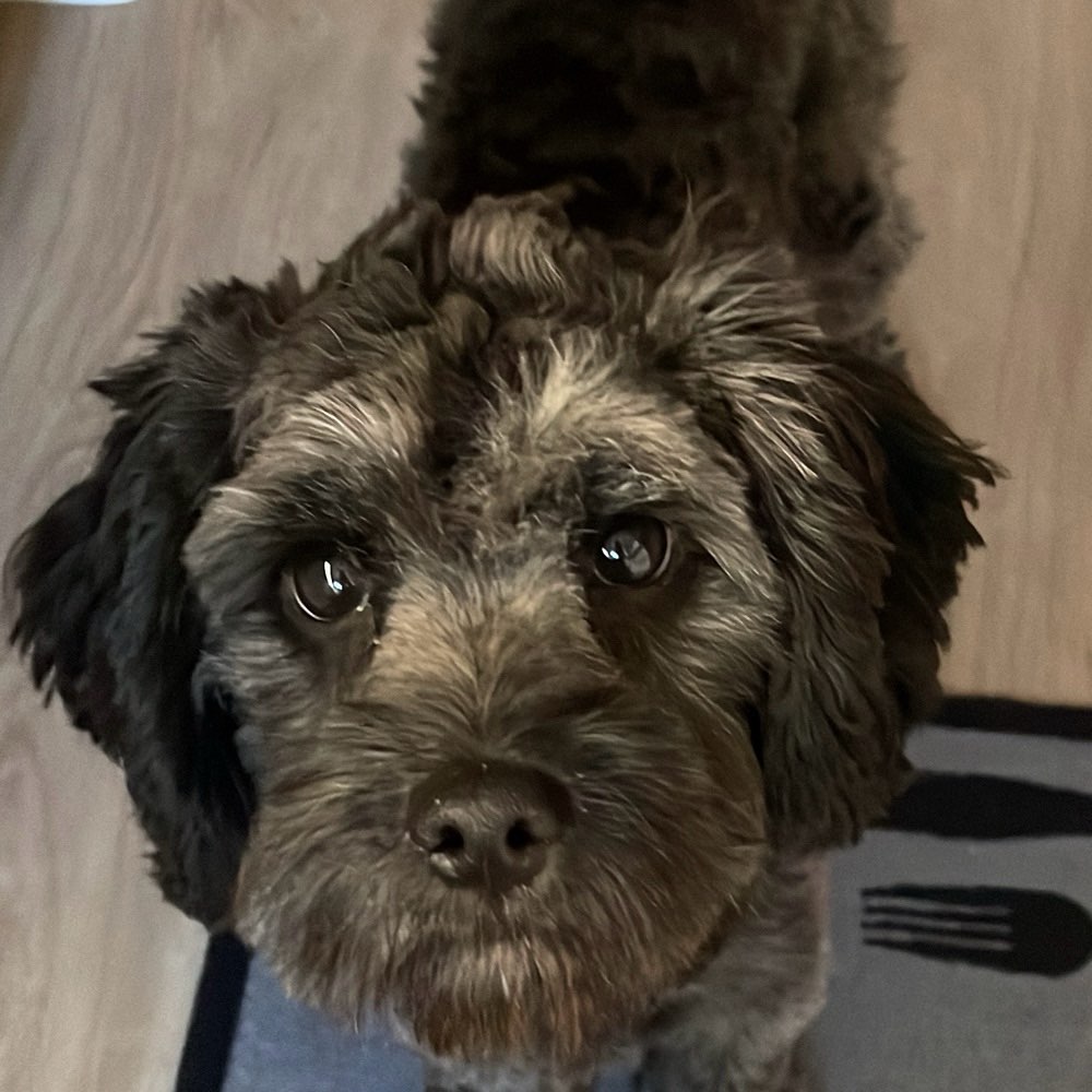 Hundetreffen-Spielfreunde gesucht-Profilbild