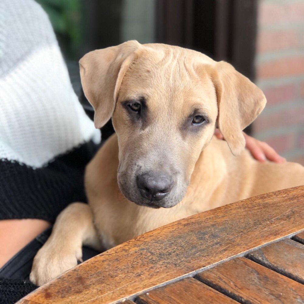 Hundetreffen-Welpenspiel in Viersen-Profilbild