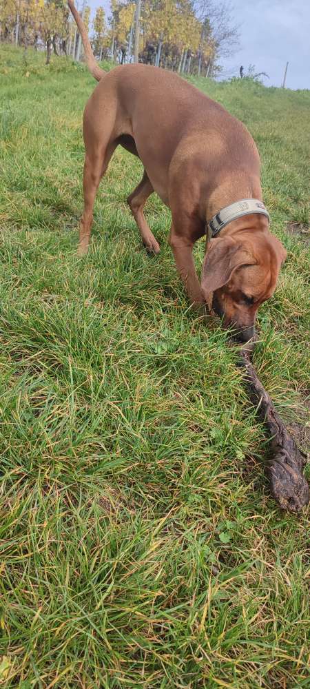 Hundetreffen-Gasi Runde und Freilauf in Bad Münder-Profilbild