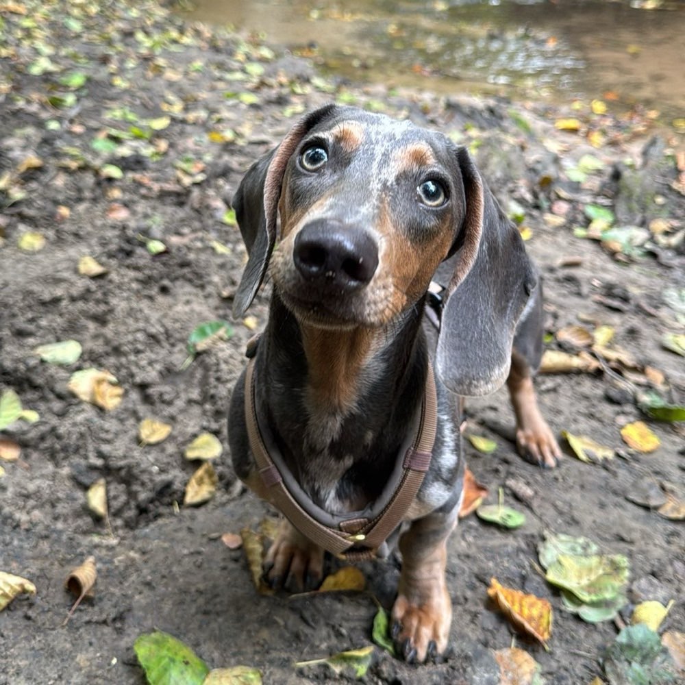 Hundetreffen-Gassi- und Spieltreffen-Profilbild
