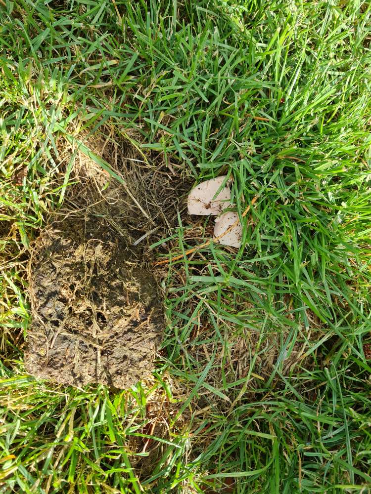 Giftköder-Fleischwurst im Boden-Profilbild