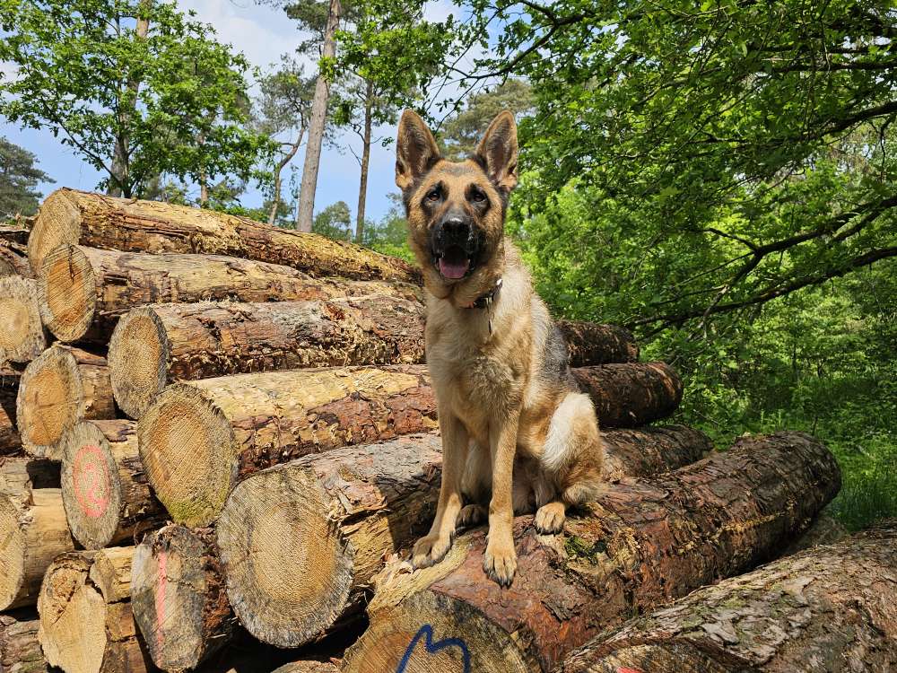 Hundetreffen-Gemeinsame Spaziergänge-Profilbild