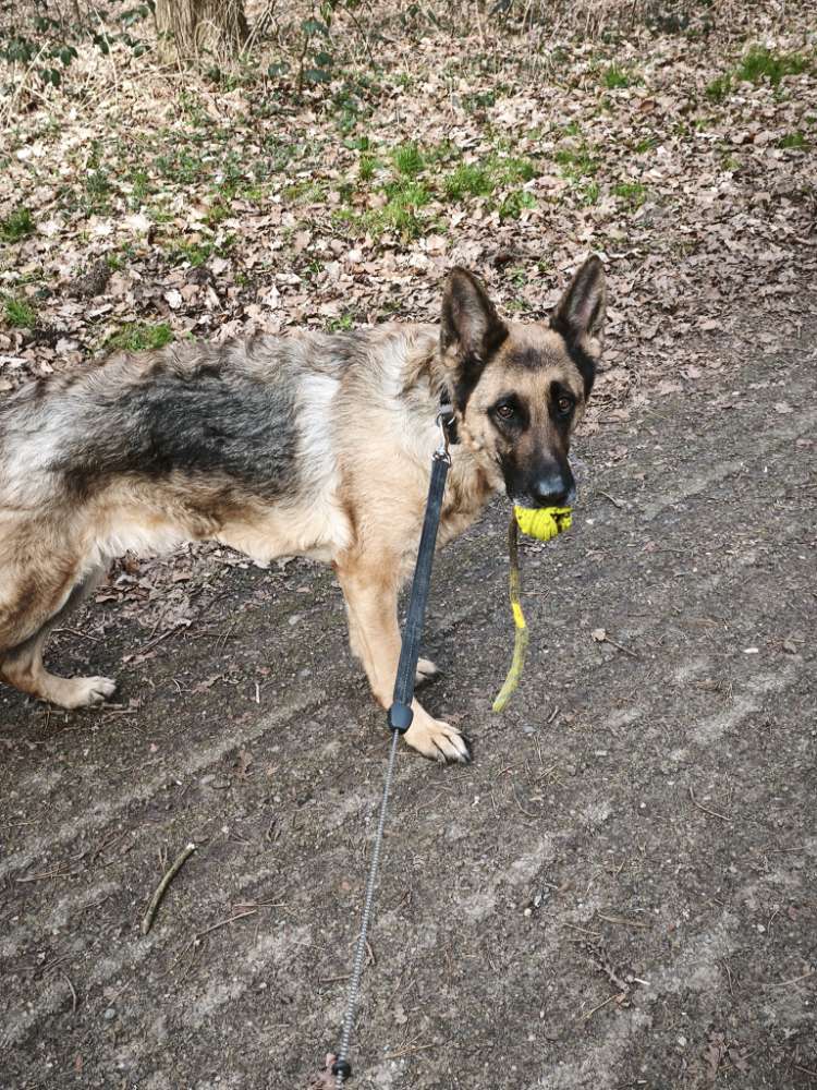 Hundetreffen-Gemeinsame Spaziergänge-Profilbild