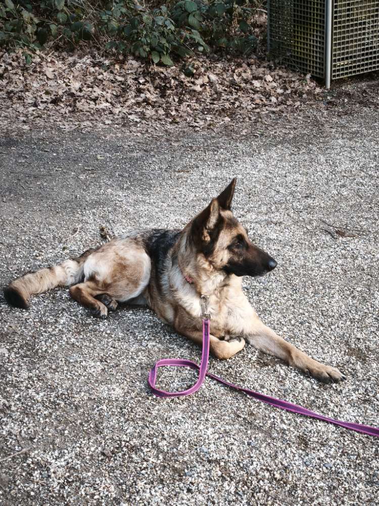 Hundetreffen-Hunde Training-Profilbild