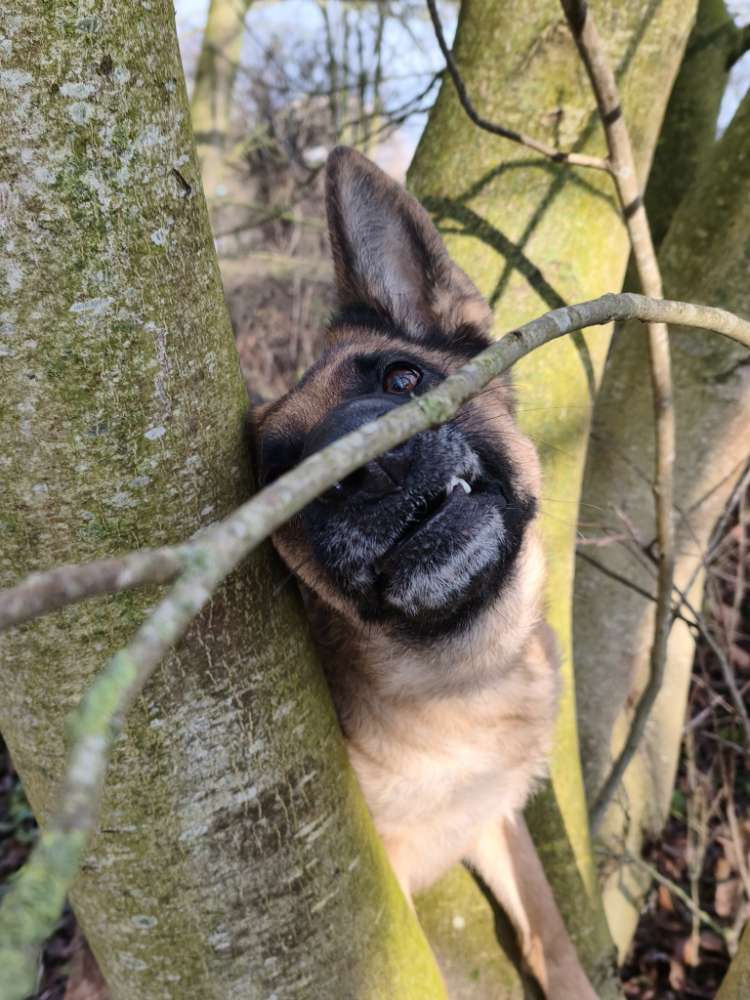 Hundetreffen-Trainingstreffen-Profilbild