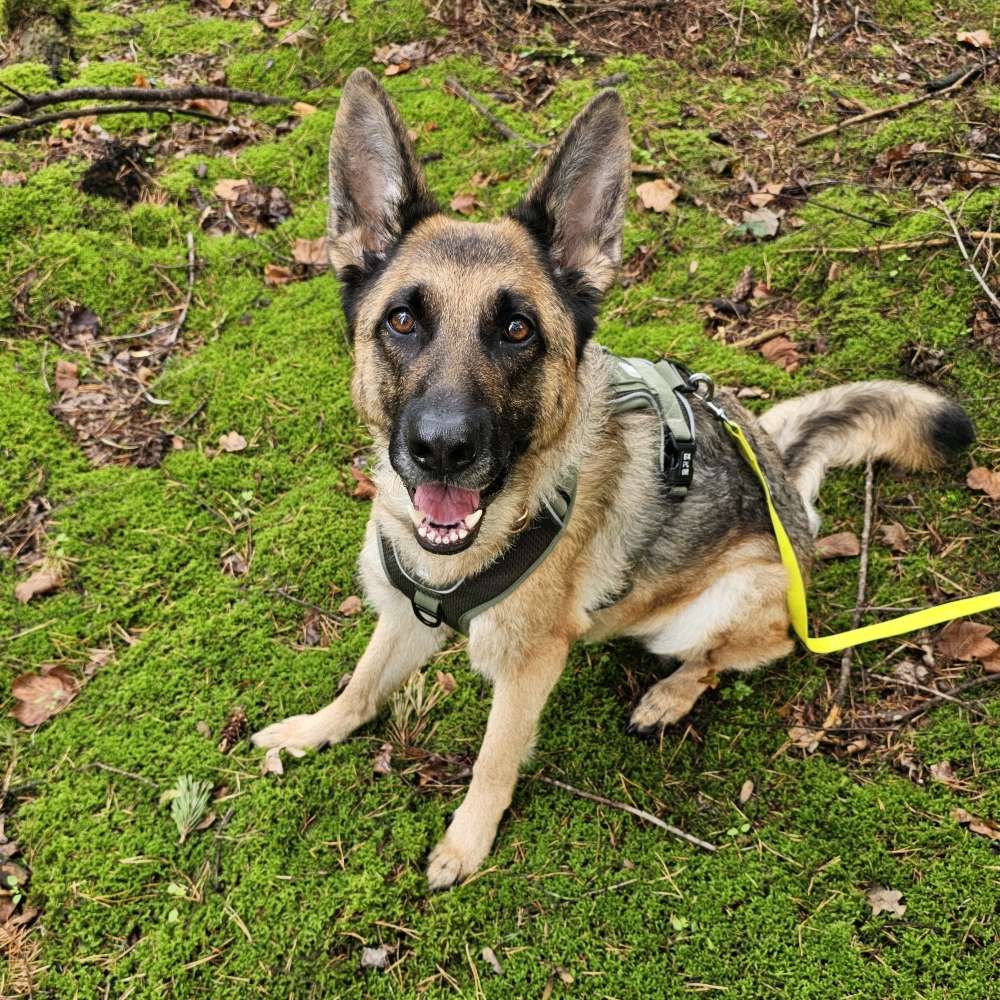 Hundetreffen-Mantrailing-Profilbild