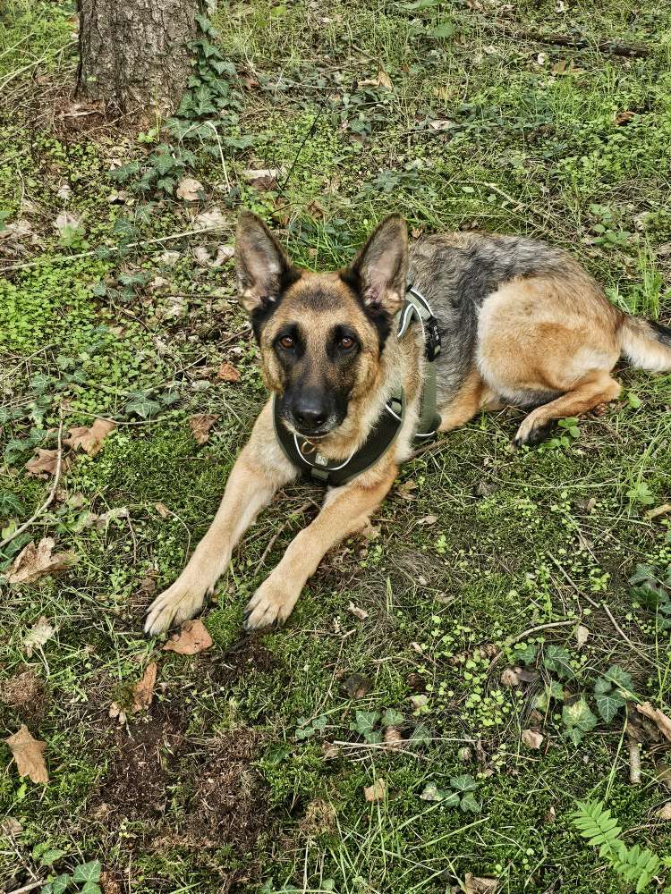 Hundetreffen-Fährten-Profilbild