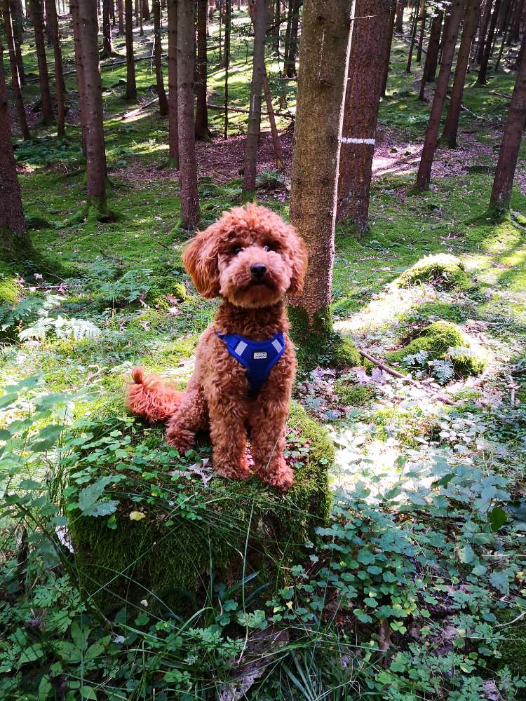 Hundetreffen-Suche Spielgefährten für Zwergpudel Rüden-Profilbild