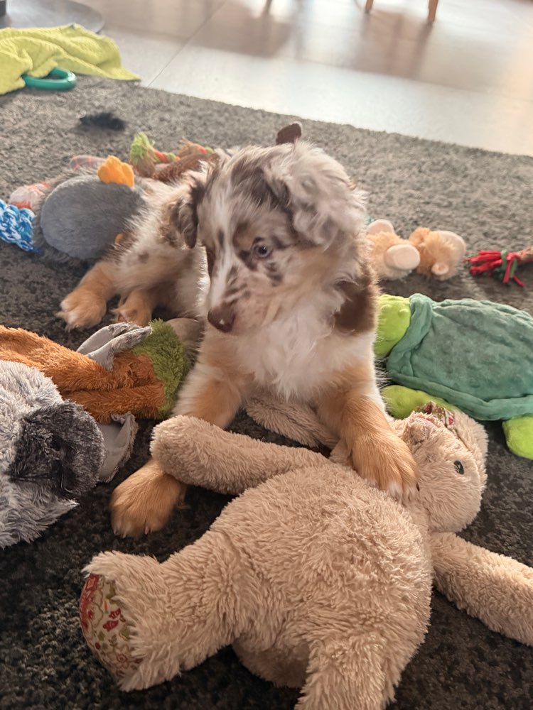 Hundetreffen-Welpentreffen-Profilbild