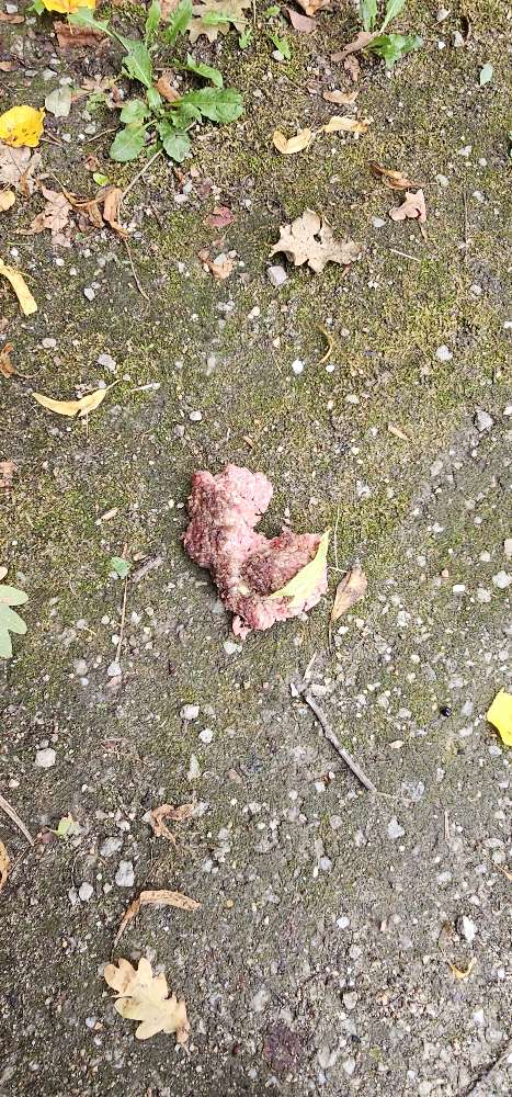 Giftköder-Rohes Hackfleisch im Lahntorpark-Profilbild