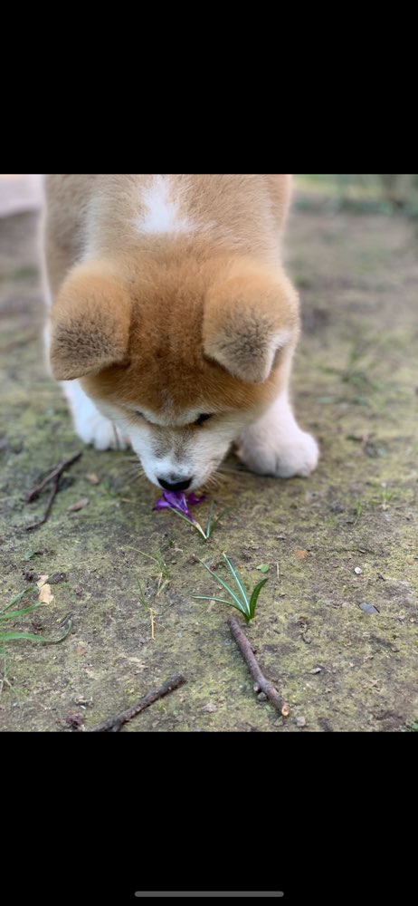 Hundetreffen-Spielkameraden gesucht-Profilbild