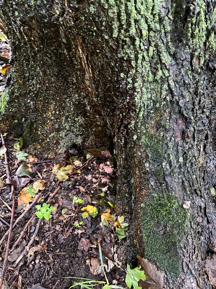 Giftköder-Vermutlicher Giftköder-Profilbild