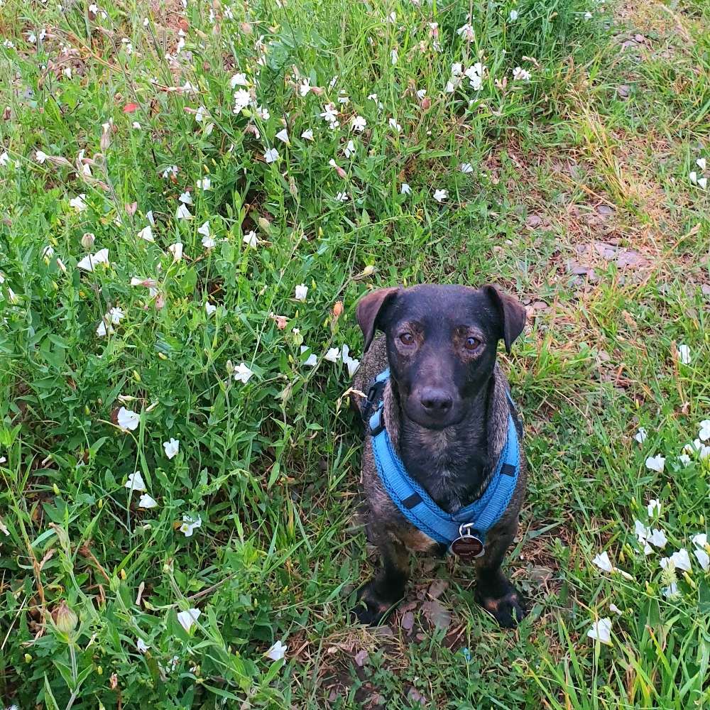 Hundetreffen-Kleine Gefährten gesucht-Profilbild