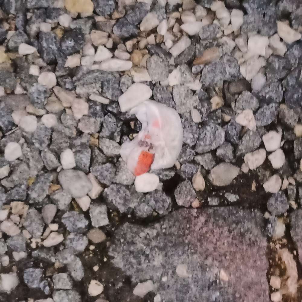 Giftköder-Rattengift nähe Autowerkstatt-Profilbild