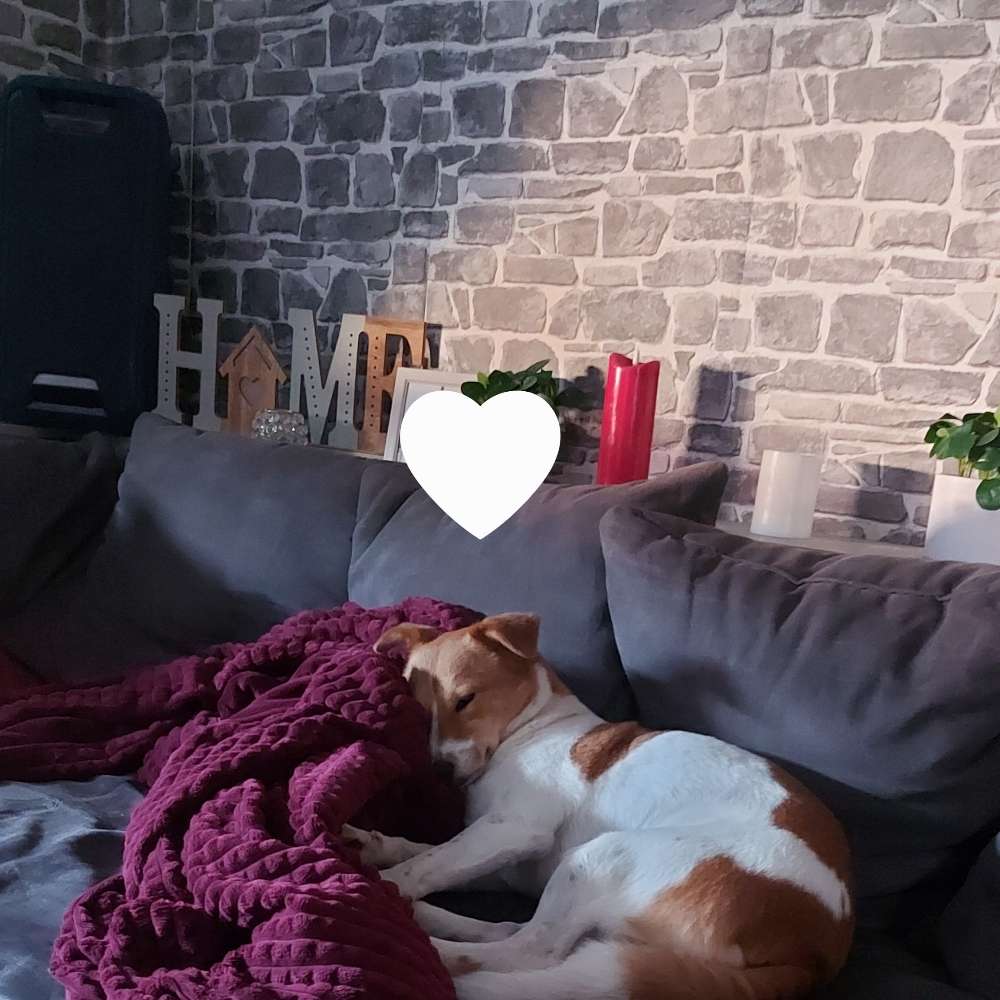 Hundetreffen-Gassi Partner-Profilbild