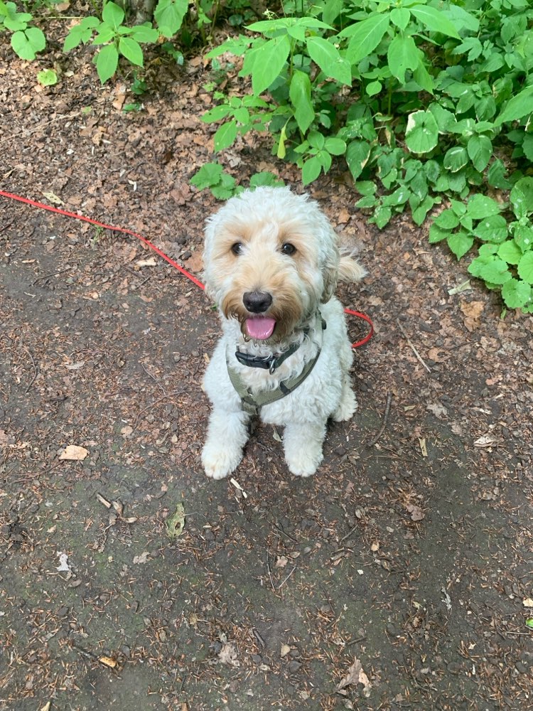 Hundetreffen-Gassi- und Spielfreunde gesucht-Profilbild