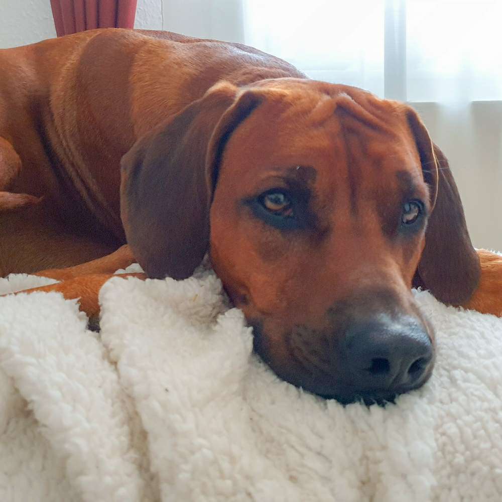 Hundetreffen-PlayDate, Gassi - und Trainingspartner gesucht-Profilbild