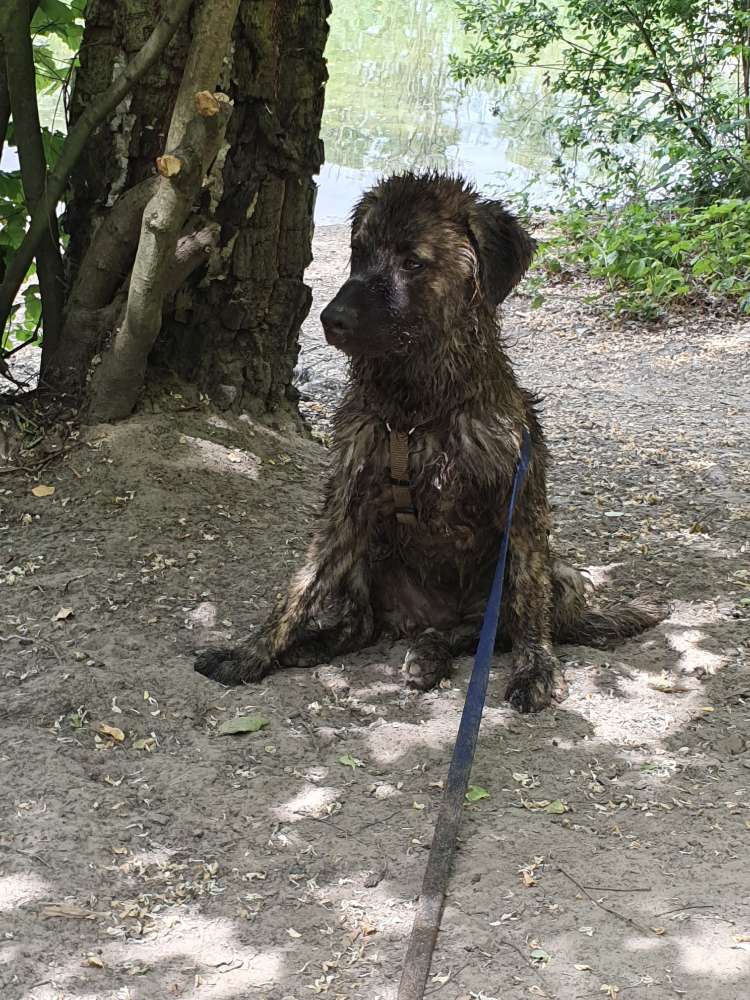 Hundetreffen-Gemeinsame Spaziergänge-Profilbild