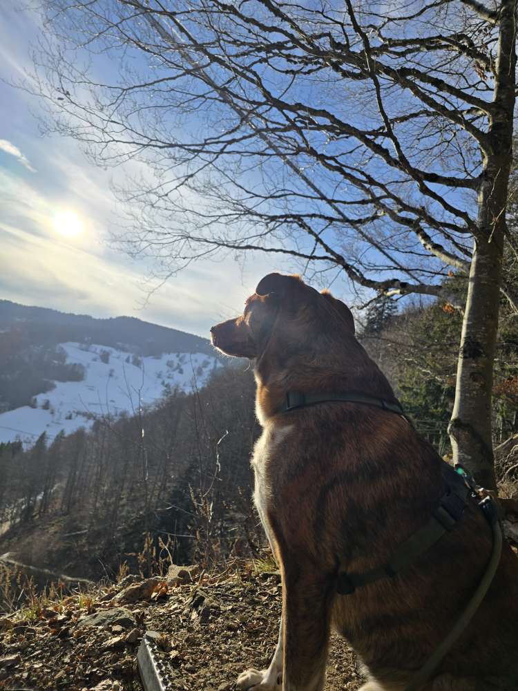 Hundetreffen-Große Gassirunde gemeinsam-Profilbild