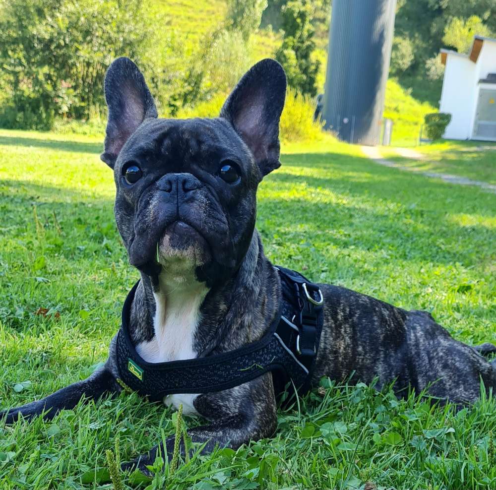 Hundetreffen-Spielkumpels gesucht!-Profilbild